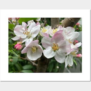 Apple Blossoms Posters and Art